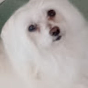 Meet your Posher, Francesca